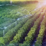 The Internet of Things in Agriculture – Enhancing Farming and Crop Management